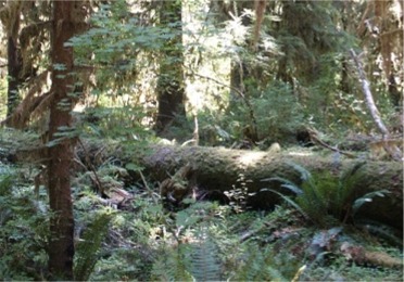 View in the Hoh Rain Forest