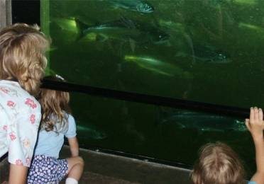 Looking at sockeye salmon move up fish ladder