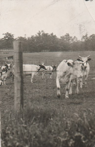Cows at Glen Almus