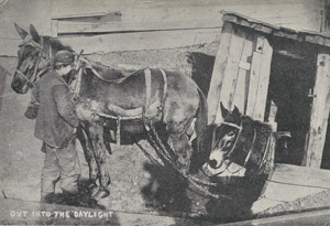 Mine mules postcard, circa 1909