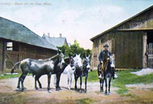 Mules for coal mines