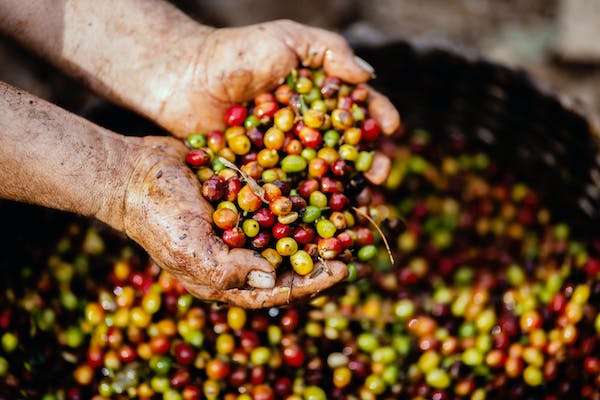 image of person holding unroasted coffee beans