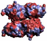 mAChE4(1C2O) Potential