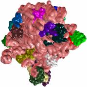 Ribosome 50S