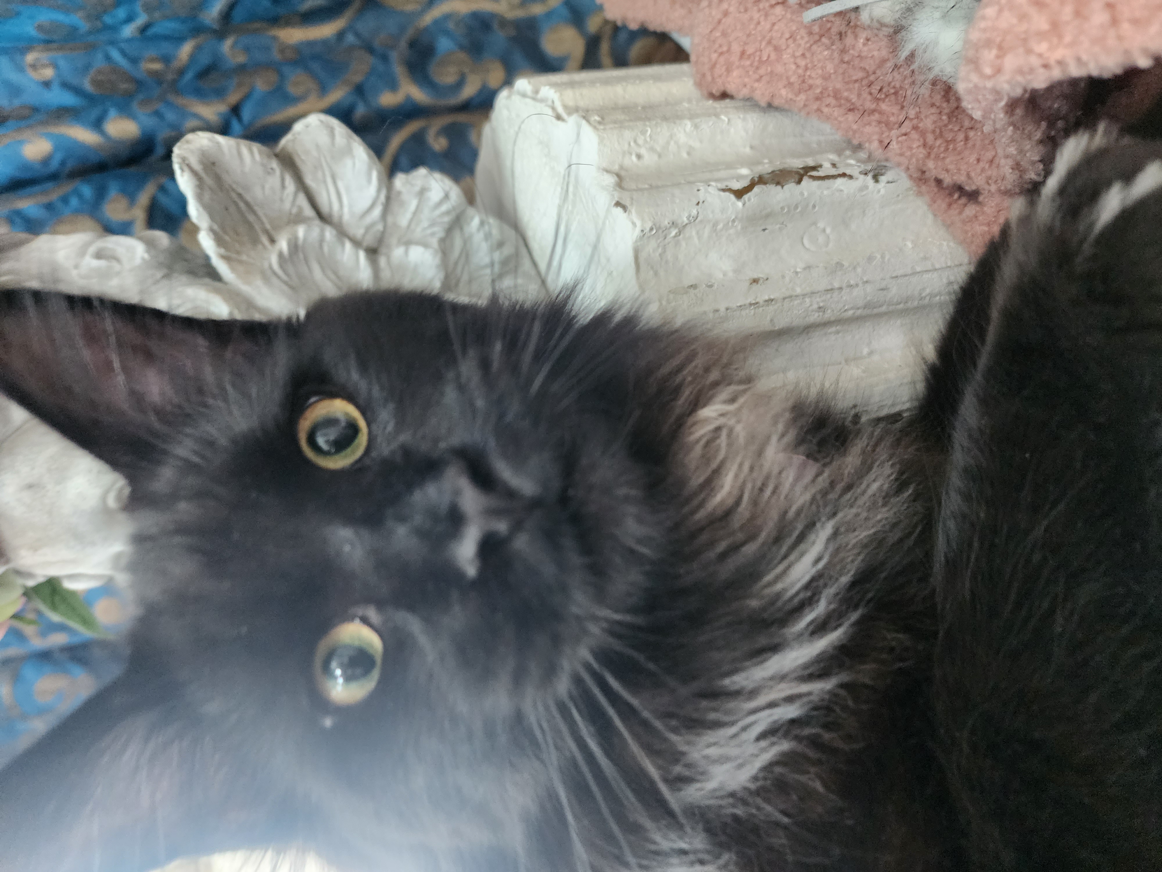 Our cat.