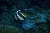 Hawaii Moorish Idol