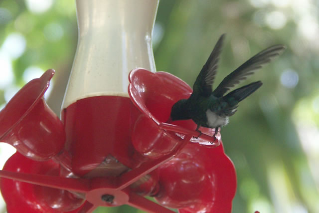 Roatan Bird